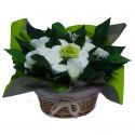 baby shower bouquet de couches Vert cadeau babyshower