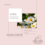 La marguerite est la fleur de naissance du mois d'avril