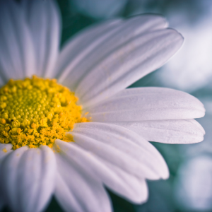 marguerite fleur de naissance du mois d'Avril