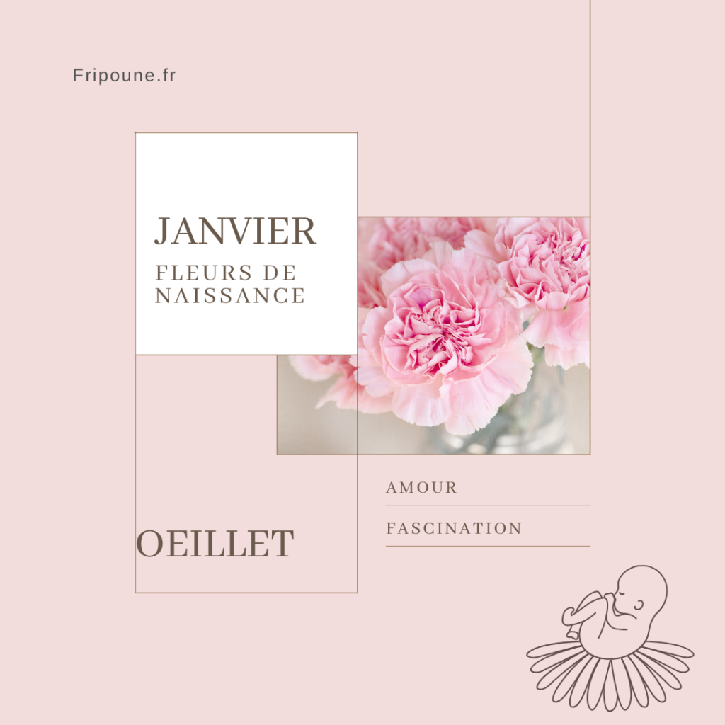 La Fascinante Histoire de l'Œillet, Fleur de Naissance de Janvier