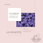 La Violette, Douce Messagère de Février : Fleur de Naissance et ses Mystères